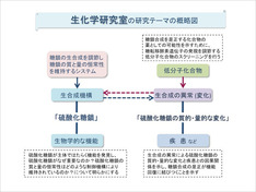 図1 研究内容の概略図
※文部科学省私立大学戦略的研究基盤形成支援事業“疾患糖鎖生物学に基づく革新的治療薬の開発”の中心的テーマにもなっています。
詳しくは、下記のホームページをご覧下さい。
http://www.kobepharma-u.ac.jp/tousakpu/
※新学術領域研究“神経糖鎖生物学”(2011-2015) にも総括班員として参加しています。
http://shinkei-tosa.net/