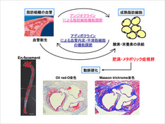 糖尿病と肥満関連代謝異常を結ぶKey Factorは脂肪機能異常です。私達は脂肪組織の血管新生に着目し、肥満時に脂肪機能障害が生じる未知の病態メカニズムの解明を行っています。また、脂肪血管新生を標的とした新しい治療薬の開発を目指しています。また、血管糖鎖に着目した動脈硬化症の病態解明を行っています。