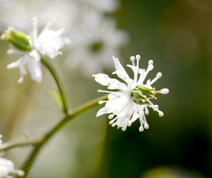 オウレン 植物図鑑｜薬用植物園 神戸薬科大学