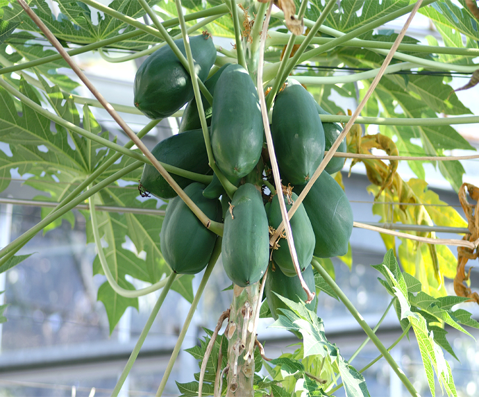 パパイヤ パパイア 植物図鑑 薬用植物園 神戸薬科大学