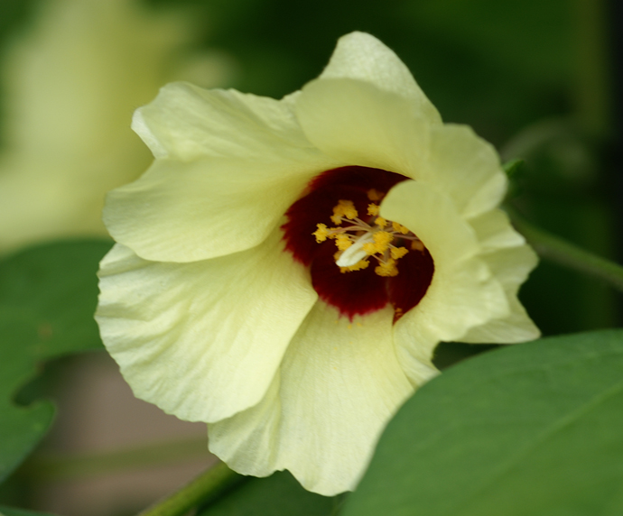 ワタ 植物図鑑 薬用植物園 神戸薬科大学