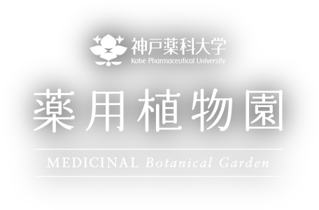 薬用植物園