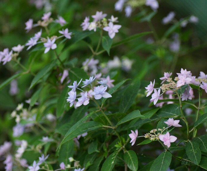 https://www.kobepharma-u.ac.jp/botanical-gardens/news/5f6237bd743ab640f126b80f48a191c320999e03.jpg