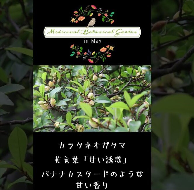 https://www.kobepharma-u.ac.jp/botanical-gardens/news/8e5683bbb04f4d7382539faaed015fd4c63c9f97.jpg