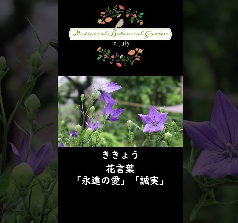 https://www.kobepharma-u.ac.jp/botanical-gardens/news/aff93e8069df9a24fab7c43d823bb7e52f65cd97.jpg