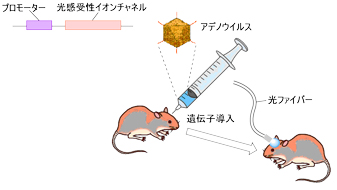 実験イメージ図