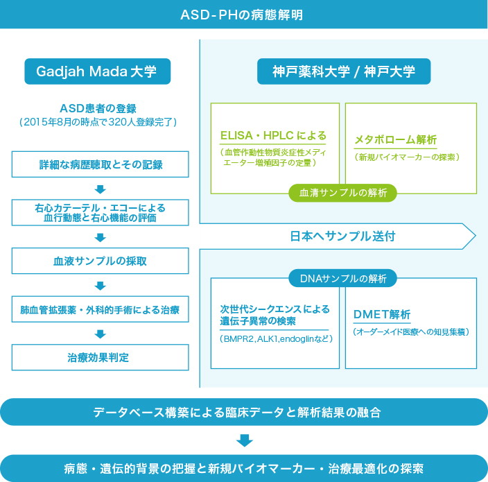 ASD_PHの病態解明