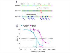 変異導入・選択の各段階で得られた改良型抗エストラジオール-17 scFvの一次構造 (A)とELISAへの応用 (B)