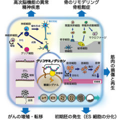 図１　糖鎖シグナルにより制御される生命現象