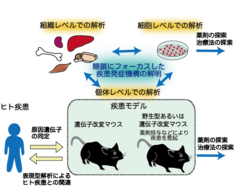 図２　糖鎖の機能とその破綻によりおこる疾患を統合的に理解するための実験方法の概略