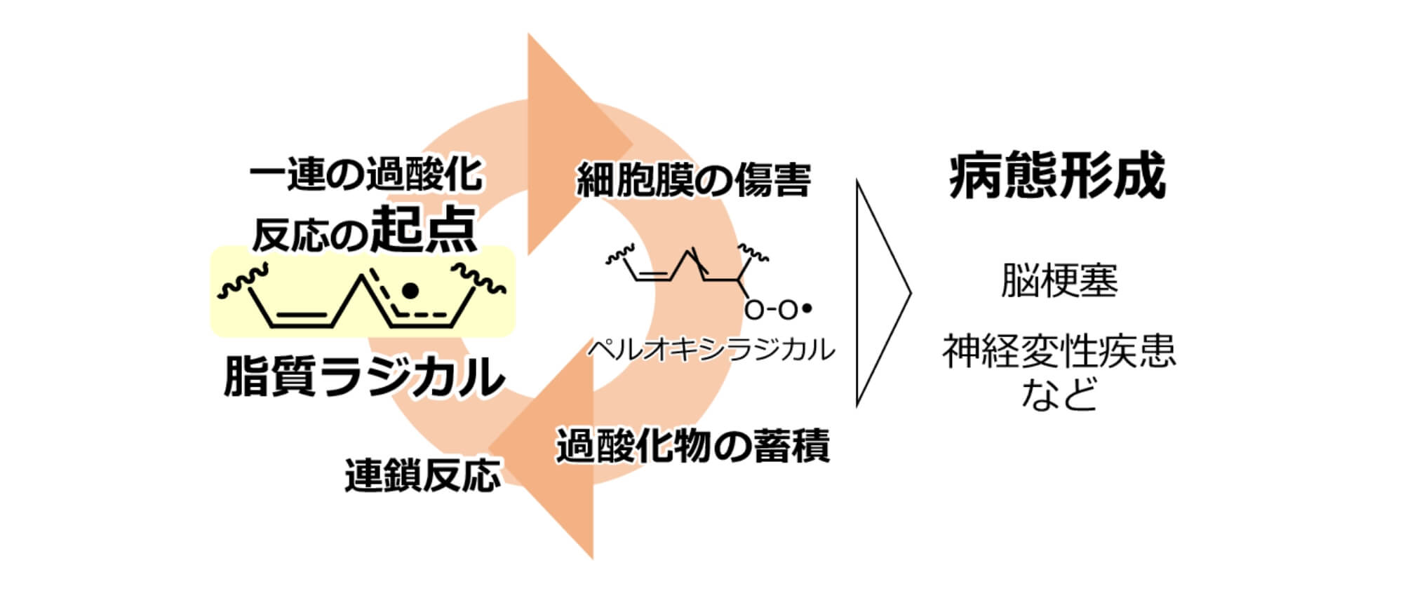 図1：脂質ラジカルと疾患