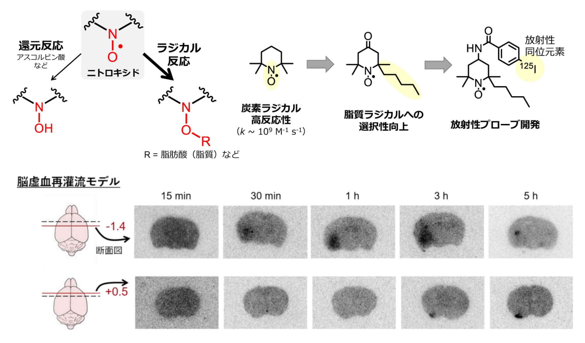 図2：ニトロキシドの構造と開発したプローブおよび脳虚血再灌流モデルにおけるプローブの集積変化