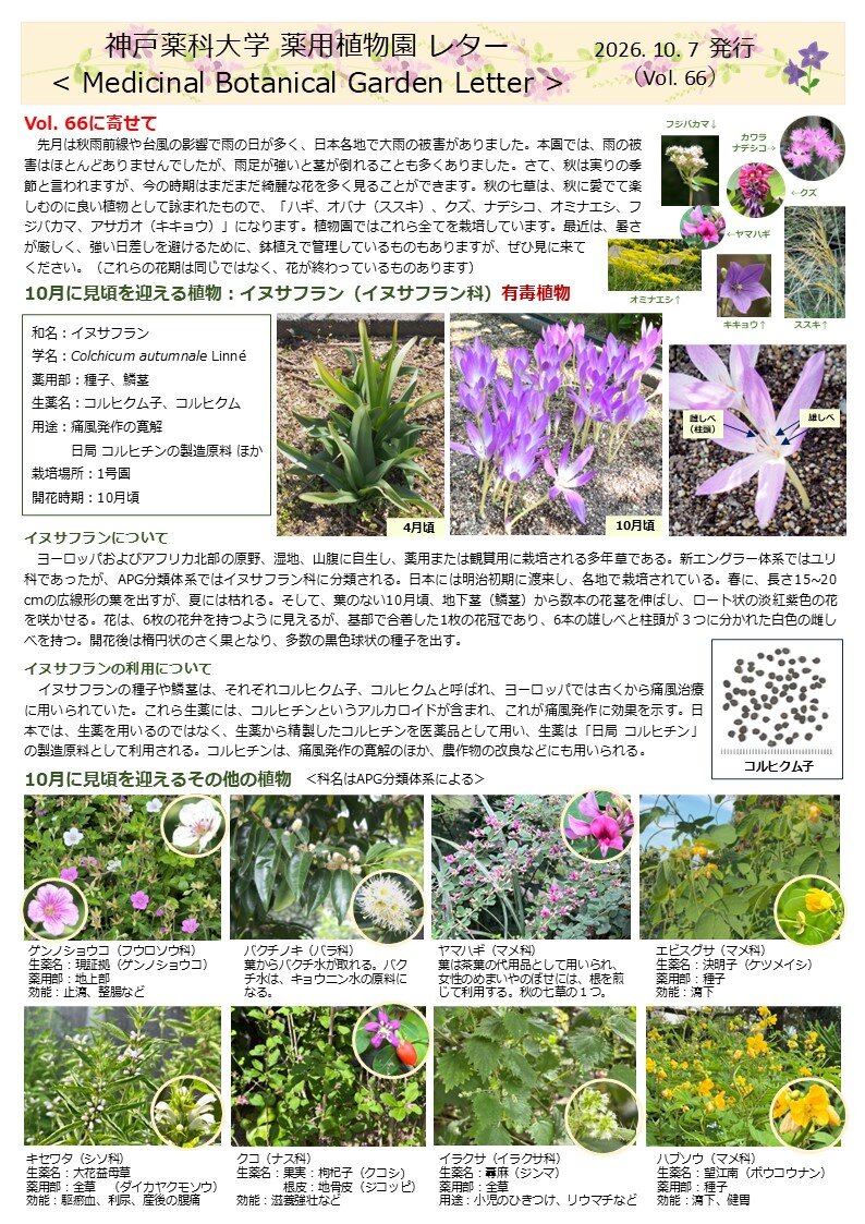 神戸薬科大学薬用植物園レターバックナンバー | 大学案内 | 神戸薬科大学