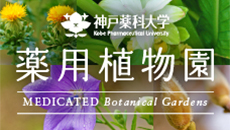 神戸薬科大学 薬用植物園レターのページを公開しました。