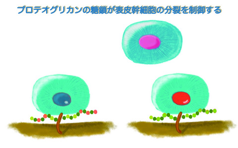 【プレスリリース】乾癬を発症しやすい皮膚に隠された異常の原因を解明（生化学研究室）