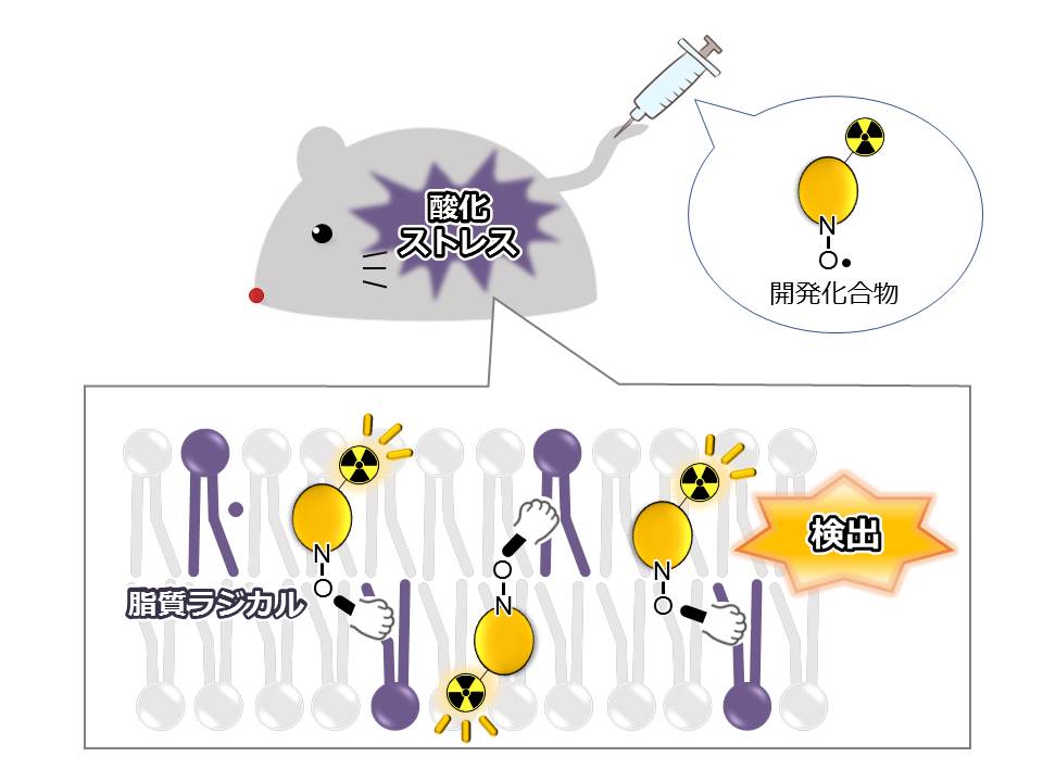 生体内の脂質ラジカルを非侵襲的に検出する新規放射性プローブの開発（薬品物理化学研究室）