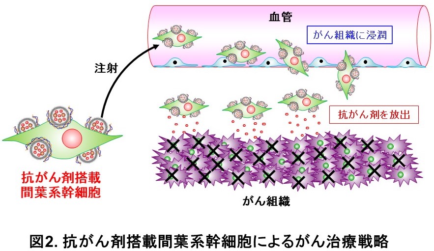 ニュース 神戸薬科大学