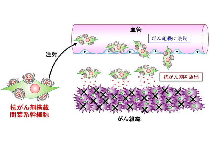 細胞によるがん組織への抗がん剤宅配デリバリー!?【神研PJ・FR】