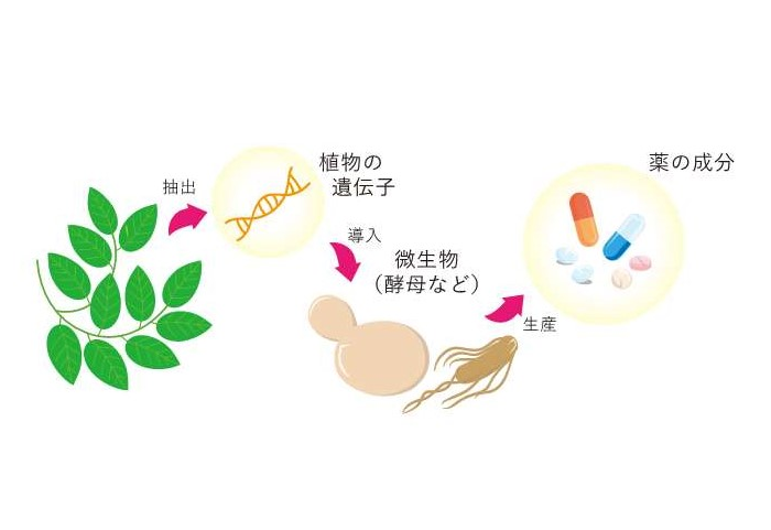 大腸菌とピキア酵母を用いた有用成分の効率的生産【神研PJ・FR】