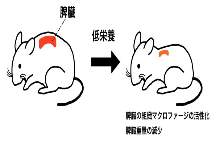 【プレスリリース】低栄養による脾臓の組織変化(衛生化学研究室)