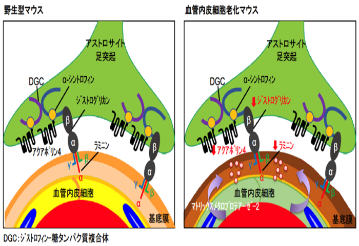 【プレスリリース】脳内老廃物除去機能が低下する原因を発見（医療薬学研究室）