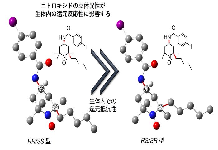 【プレスリリース】ニトロキシドの反応性に対する立体異性の影響(薬品物理化学研究室)