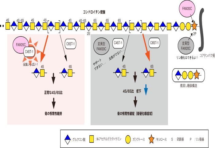 【プレスリリース】硫酸化糖鎖の構造変化が遺伝性骨硬化症の発症原因？(生化学研究室)