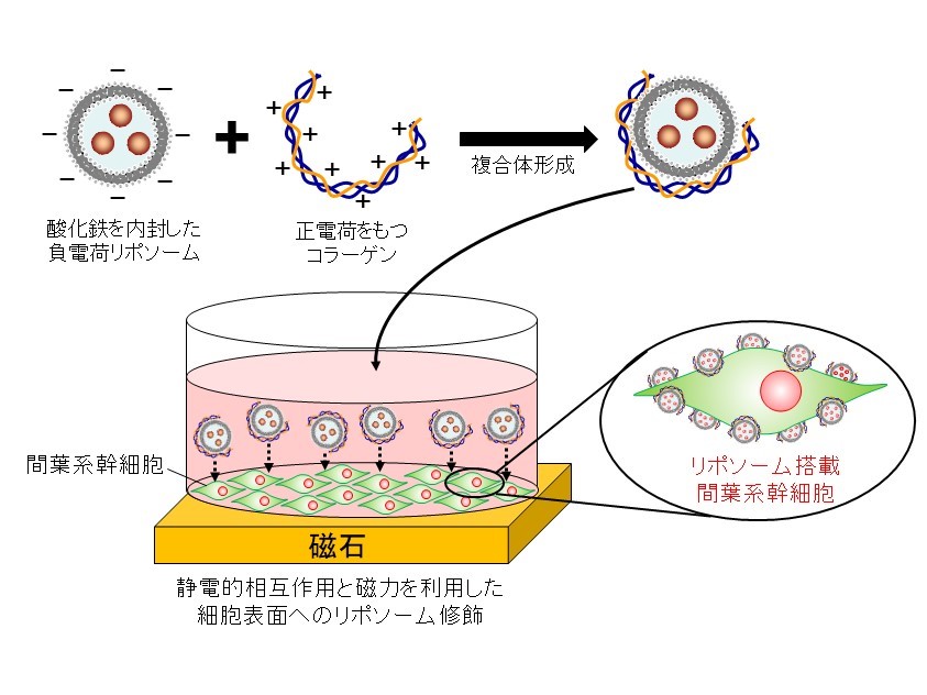 【プレスリリース】細胞を薬物運搬体として利用するための細胞表面修飾技術の構築(薬剤学研究室)
