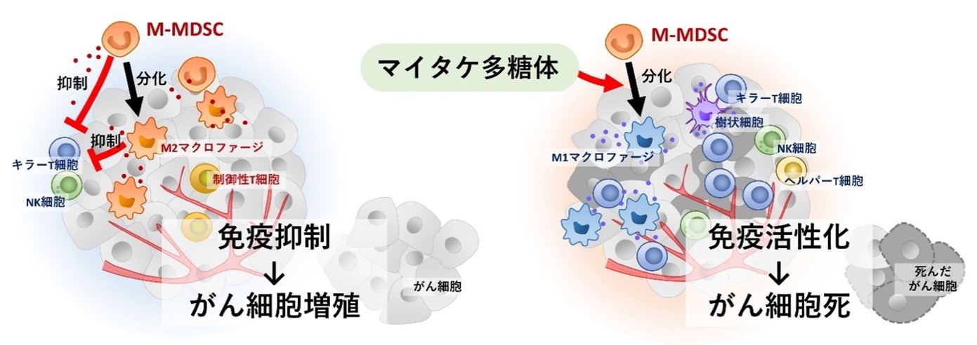 【プレスリリース】マイタケ多糖体は免疫抑制を解除してがんに立ち向かう(微生物化学研究室)