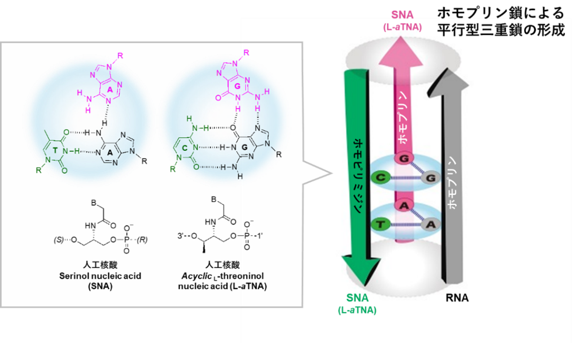 【プレスリリース】人工核酸とRNAがつくるユニークな三重鎖構造(生命分析化学研究室)