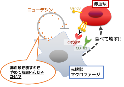 【プレスリリース】マクロファージが老化赤血球を食べる量を調節する仕組みを解明(微生物化学研究室)