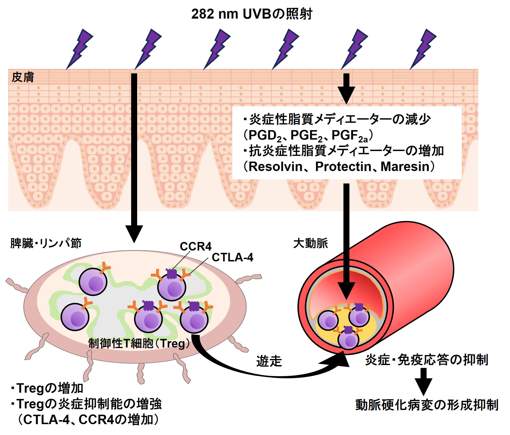 【プレスリリース】動脈硬化の発症・進展を効果的に抑制する紫外線B波の波長を特定(医療薬学研究室)