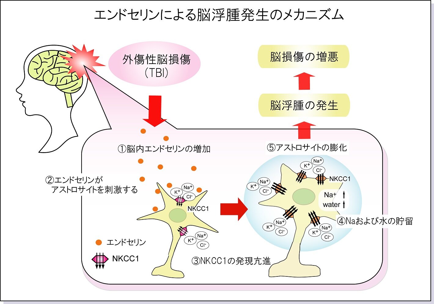 【プレスリリース】外傷性脳損傷の急性期における脳浮腫発生メカニズムの解明(薬理学研究室)