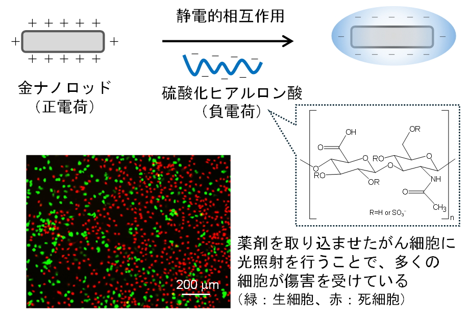 【プレスリリース】がんの光温熱治療を目的とするナノ粒子型薬剤の開発(薬品物理化学研究室)