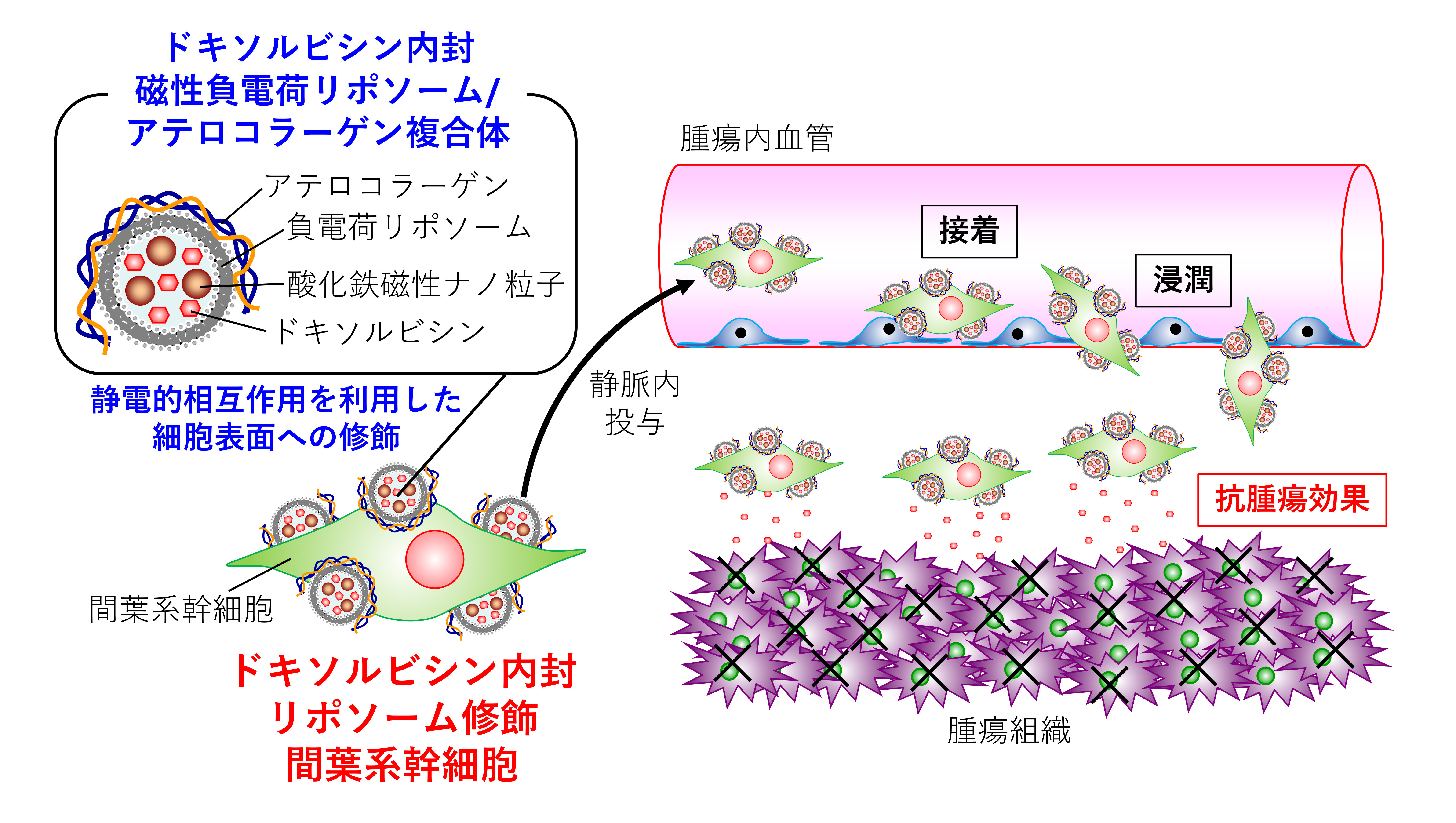 【プレスリリース】生きた細胞を利用した腫瘍組織への効率的な抗がん剤送達(薬剤学研究室)