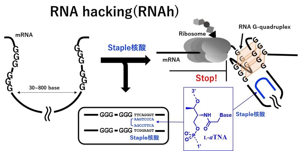 【プレスリリース】Staple 核酸を用いた新規核酸医薬技術 「RNA ハッキング」を開発 ―mRNA の立体構造制御により高精度な遺伝子発現抑制を実現―