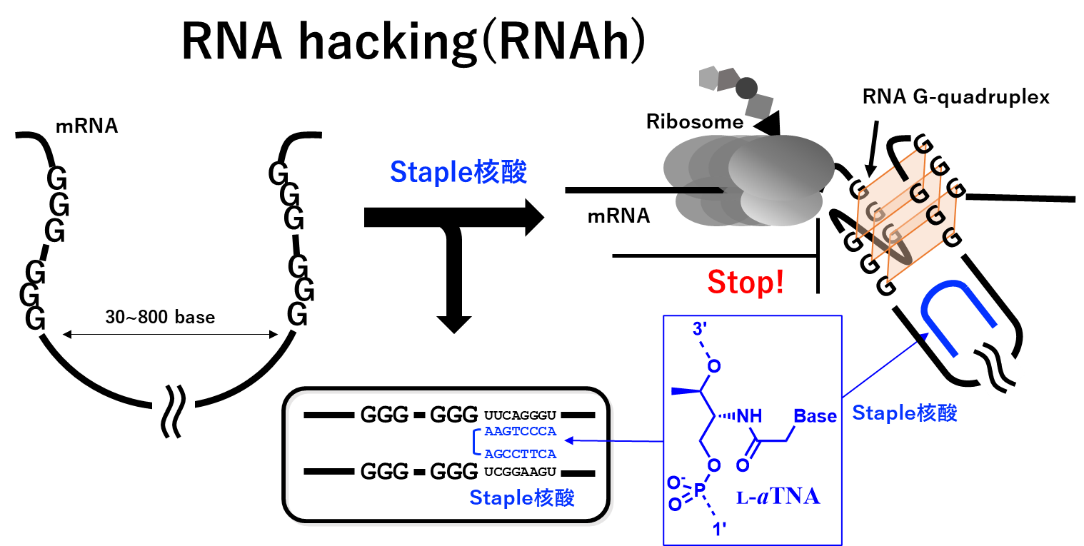【プレスリリース】Staple 核酸を用いた新規核酸医薬技術 「RNA ハッキング」を開発 ―mRNA の立体構造制御により高精度な遺伝子発現抑制を実現―