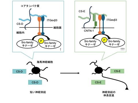 【プレスリリース】神経細胞の形づくりを左右する硫酸化糖鎖を発見（生化学研究室）
