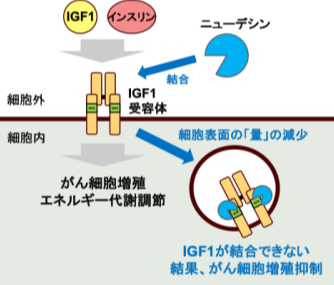 【プレスリリース】がん細胞の成長を抑制する新機構を発見（微生物化学研究室・生化学研究室・薬品物理化学研究室）