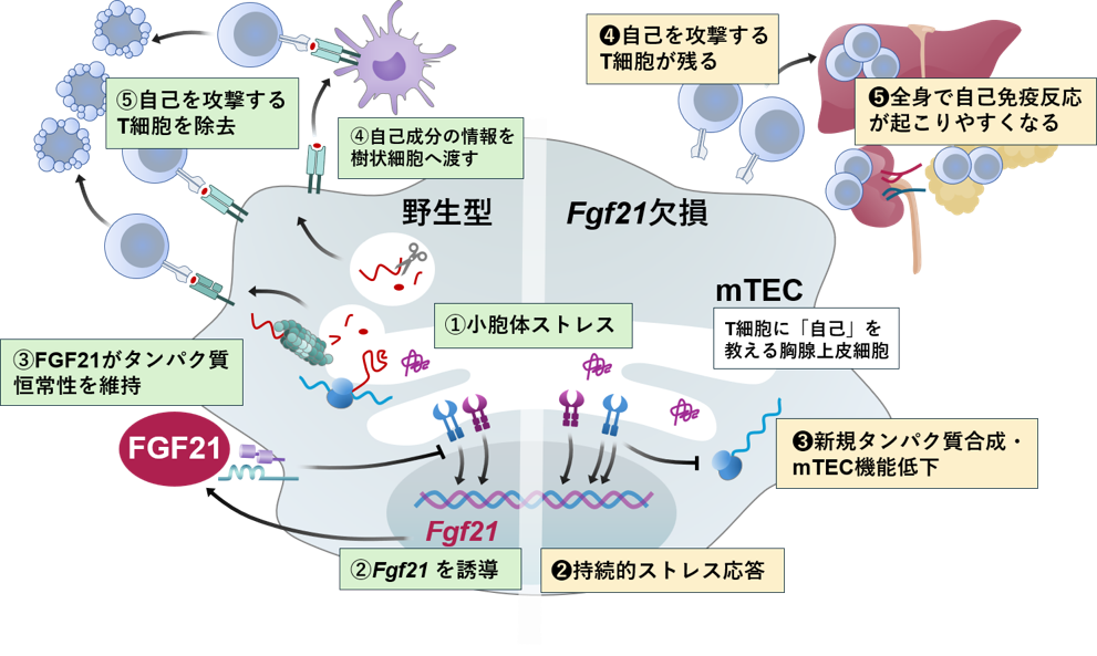 【プレスリリース】胸腺で働くFGF21が自己免疫を防ぐ新たな役割を発見 （微生物化学研究室・衛生化学研究室）