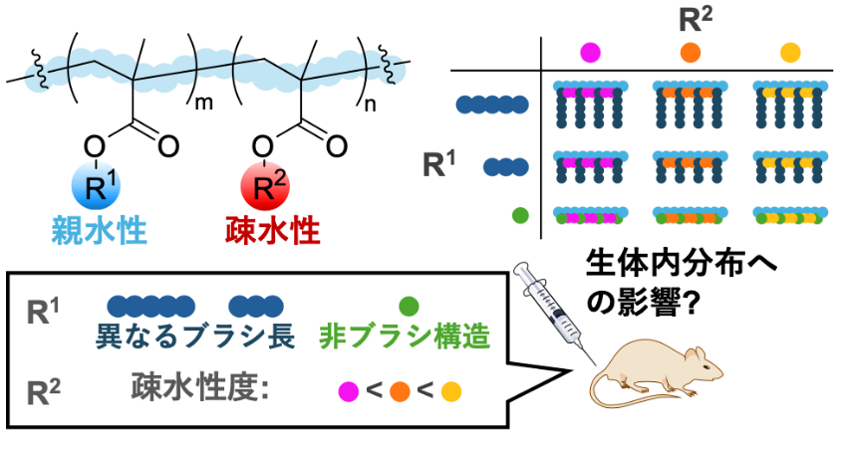 【プレスリリース】PEG代替ポリマーの体内動態制御に重要な分子設計指針を発見（神戸薬科大学・慶應義塾大学）
