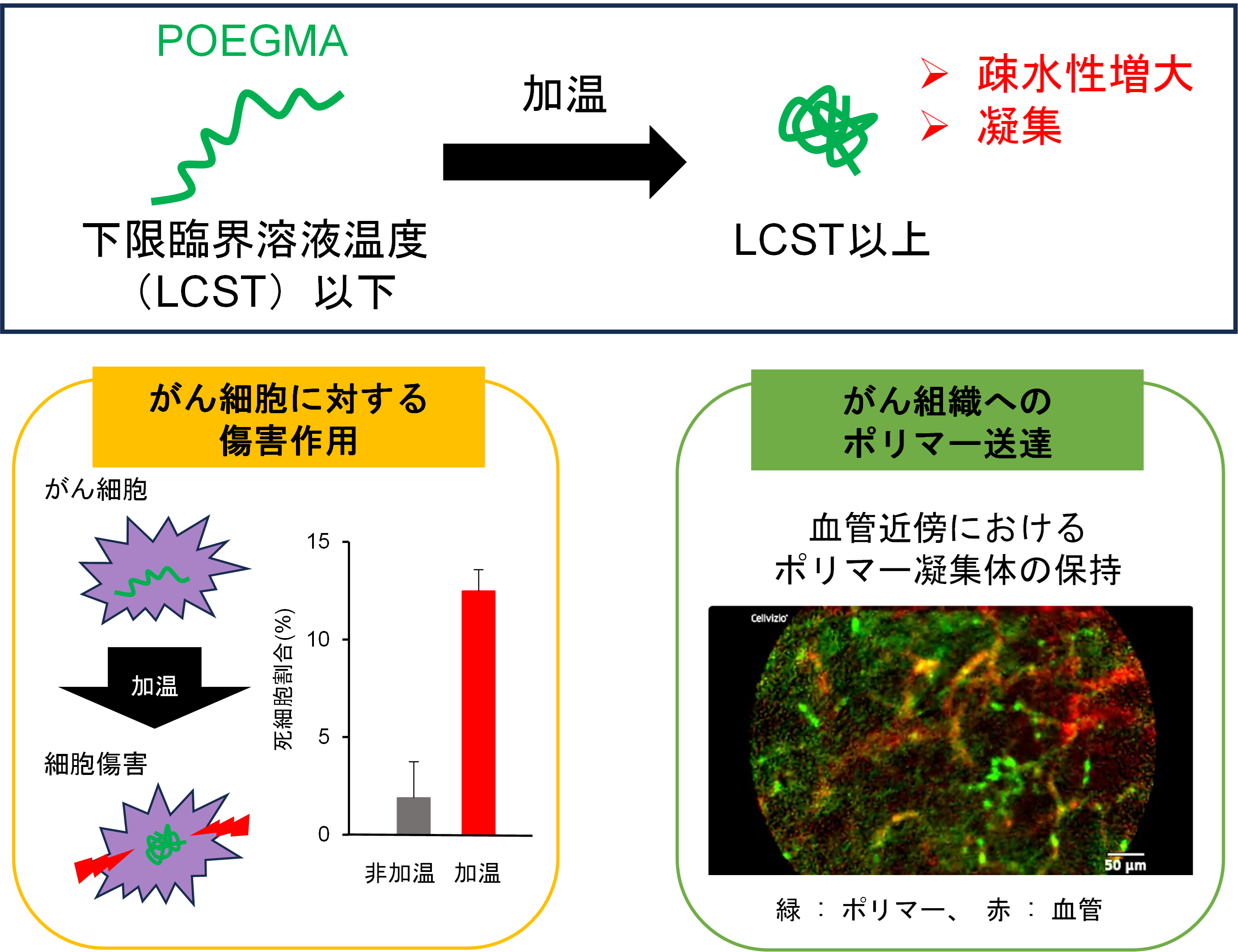 【プレスリリース】熱応答凝集性ポリマーを利用したハイパーサーミア併用がん治療（神戸薬科大学 放射線管理室・薬品物理化学研究室、慶應義塾大学）