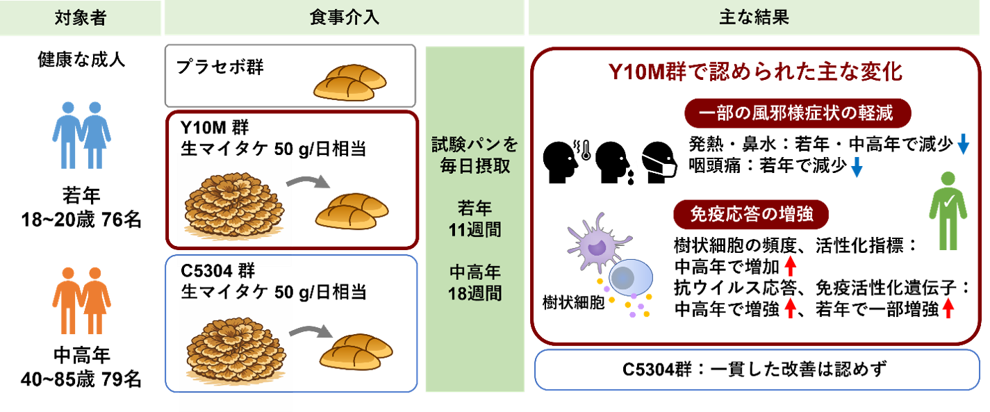 【プレスリリース】マイタケY10M株の継続摂取が免疫応答を高め、一部の風邪様症状の負担を軽減する可能性（神戸薬科大学 微生物化学研究室・ユキグニファクトリー株式会社・島根リハビリテーション学院・社会医療法人仁寿会加藤病院）