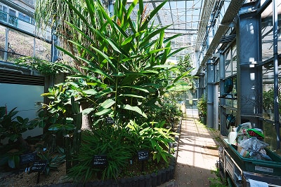 神戸薬科大学薬用植物園